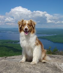 Tanner at Mt. Major in New Hampshire